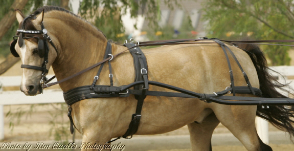 PONY /& SHETLAND COB Aces Equine NYLON WEBBING HORSE CART DRIVING HARNESS BLUE /& WHITE PADDING SIZE FULL